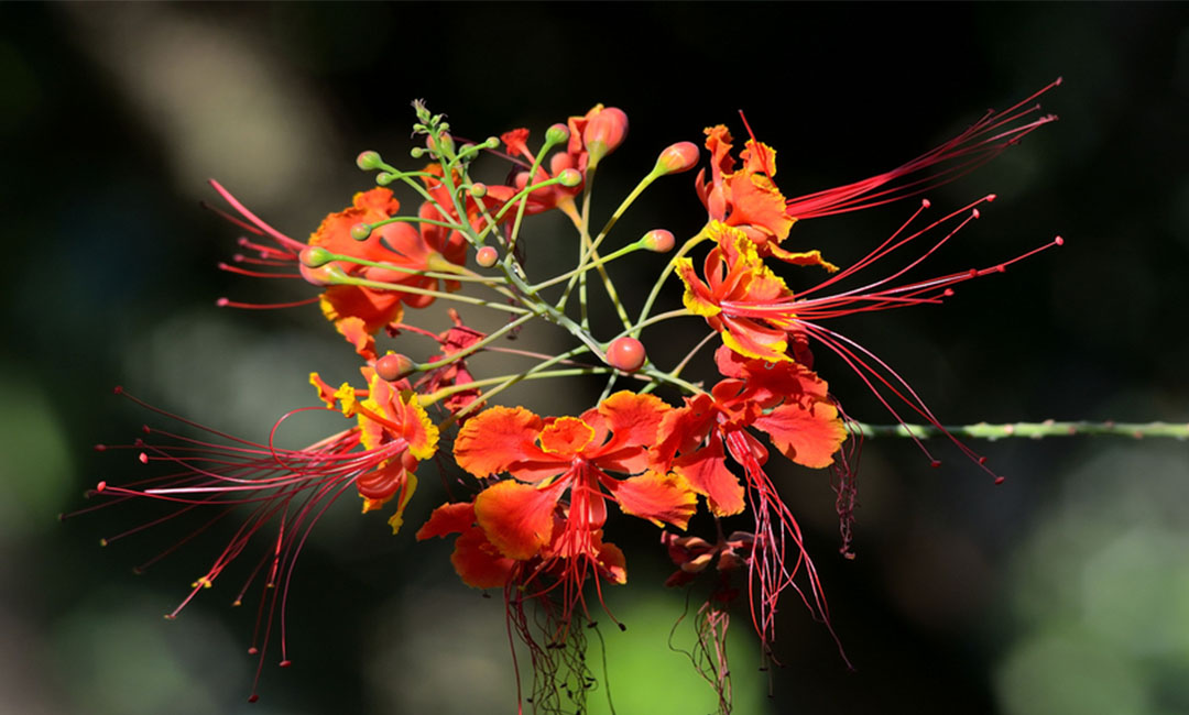 东营花帮主百科词条创建案例